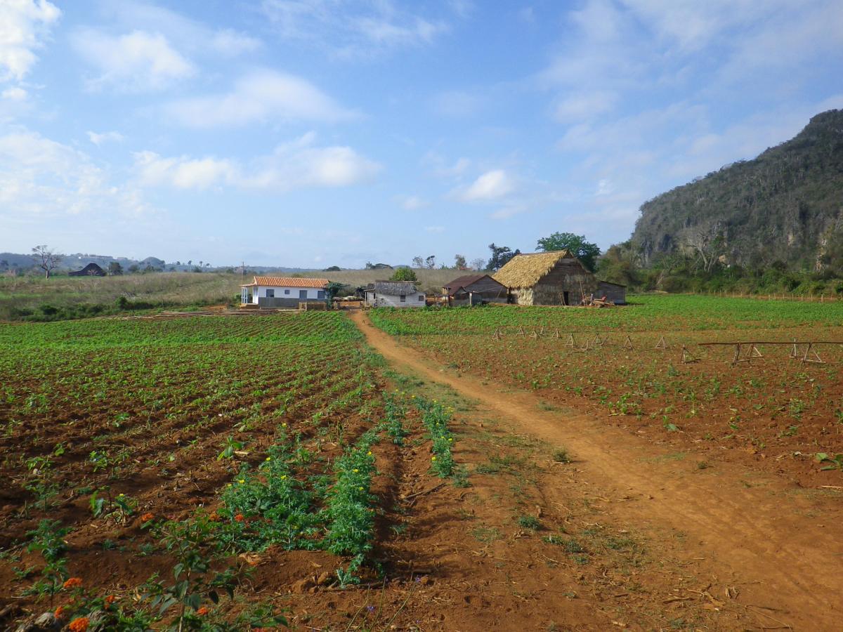 Tobacco Farm02.jpg